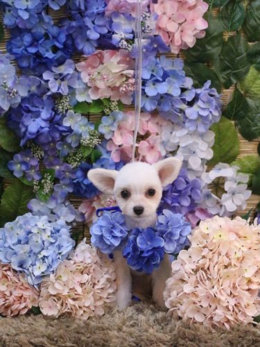 20250617ポテちゃん